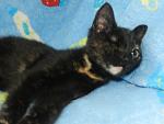     
: котики 028.jpg
: 11
:	77.9 
ID:	6563373