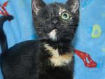     
: котики 024.JPG
: 12
:	71.9 
ID:	6563375