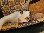     
: котята последн&#10.jpg
: 8
:	153.7 
ID:	6563385