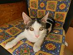     
: котята последн&#10.jpg
: 10
:	175.7 
ID:	6563386