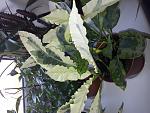    
: 20130419_093139.jpg
: 43
:	146.6 
ID:	6565275