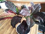     
: 20130724_175027.jpg
: 51
:	178.9 
ID:	6565277