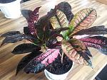     
: 20130724_175005.jpg
: 46
:	161.8 
ID:	6565278