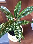     
: 20130724_152206.jpg
: 44
:	125.0 
ID:	6565280