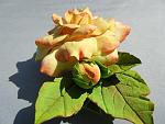     
: DSCN1646.jpg
: 14
:	131.4 
ID:	6567209