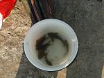     
: 2013-07-28 08.50.06.jpg
: 33
:	156.1 
ID:	6578664