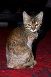     
: DSC_0207.jpg
: 10
:	57.0 
ID:	6580830
