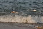     
: DSC_0289a.jpg
: 19
:	94.2 
ID:	6592895