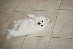     
: IMG_9352.jpg
: 19
:	64.6 
ID:	6597037