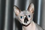     
: xnX7-EHfnbE.jpg
: 13
:	47.7 
ID:	6603746