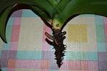     
: DSC_3.jpg
: 24
:	159.3 
ID:	6604033