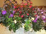     
: IMG_2116.jpg
: 18
:	197.3 
ID:	6606599