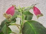     
: IMG_1625.jpg
: 3
:	109.9 
ID:	6606690