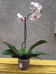    
: IMG_4539.jpg
: 4
:	177.4 
ID:	6609934