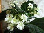    
: IMG_1954.jpg
: 18
:	99.5 
ID:	6615860