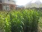     
: 20130805_162811.jpg
: 15
:	257.6 
ID:	6626355
