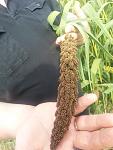     
: 20130805_162525.jpg
: 26
:	93.7 
ID:	6626365