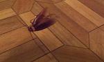     
: IMAG0301.jpg
: 24
:	57.9 
ID:	6638879