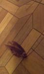     
: IMAG0302.jpg
: 29
:	34.1 
ID:	6638883