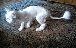     
: IMG696.jpg
: 7
:	143.6 
ID:	6640966