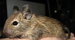     
: IMG_3042.jpg
: 14
:	97.5 
ID:	6644297