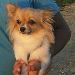     
: attachment.jpg
: 10
:	216.1 
ID:	6647420