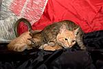     
: DSC_0372_1.jpg
: 3
:	40.1 
ID:	6663772