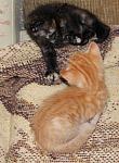     
: IMG_3488.jpg
: 5
:	130.8 
ID:	6675372