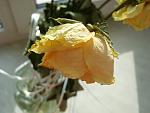     
: SL278010.jpg
: 16
:	82.2 
ID:	6679818