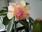     
: GEDC0570.jpg
: 29
:	84.4 
ID:	6691306
