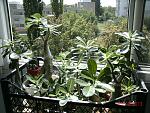     
: GEDC0743.jpg
: 27
:	253.7 
ID:	6691325