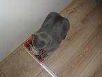     
: P8101583.jpg
: 3
:	88.1 
ID:	6691960