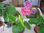     
: IMG_8154.jpg
: 9
:	144.1 
ID:	6700815