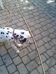     
: 2013-08-22 15.02.51.jpg
: 14
:	98.9 
ID:	6705809
