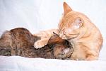     
: DSC_0459_2.jpg
: 3
:	28.8 
ID:	6717966