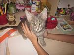     
: IMG_3784.jpg
: 5
:	92.1 
ID:	6718681