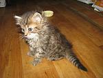     
: IMG_0768.jpg
: 12
:	141.4 
ID:	6723098