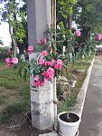     
: 20130827_090900.jpg
: 11
:	185.8 
ID:	6734207