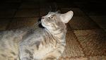     
: SAM_3112.jpg
: 12
:	44.3 
ID:	6734787