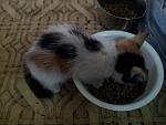     
: 20130828_121610.jpg
: 5
:	103.0 
ID:	6734938