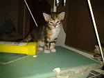     
: 2013-08-27 19.50.21.jpg
: 5
:	89.4 
ID:	6740238