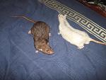     
: IMG_0631.jpg
: 9
:	154.2 
ID:	6756483