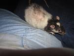     
: IMG_0637.jpg
: 10
:	77.0 
ID:	6756497