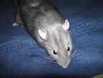     
: IMG_0645.jpg
: 12
:	88.0 
ID:	6756536