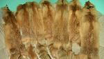     
: 134371_20130309085216_600x600.jpg
: 20
:	58.2 
ID:	6757512