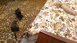     
: 01092013116.jpg
: 16
:	168.3 
ID:	6762481
