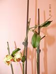     
: DSCN3173.jpg
: 9
:	52.8 
ID:	6765757