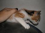     
: P1010266.jpg
: 4
:	122.6 
ID:	6784052