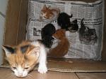     
: P1010297.jpg
: 4
:	150.9 
ID:	6784053