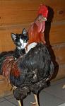     
: 1239092336_muj_taxik.jpg
: 59
:	24.1 
ID:	679948